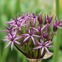 Allium 'Metallic Shine' Photo: Nijssen